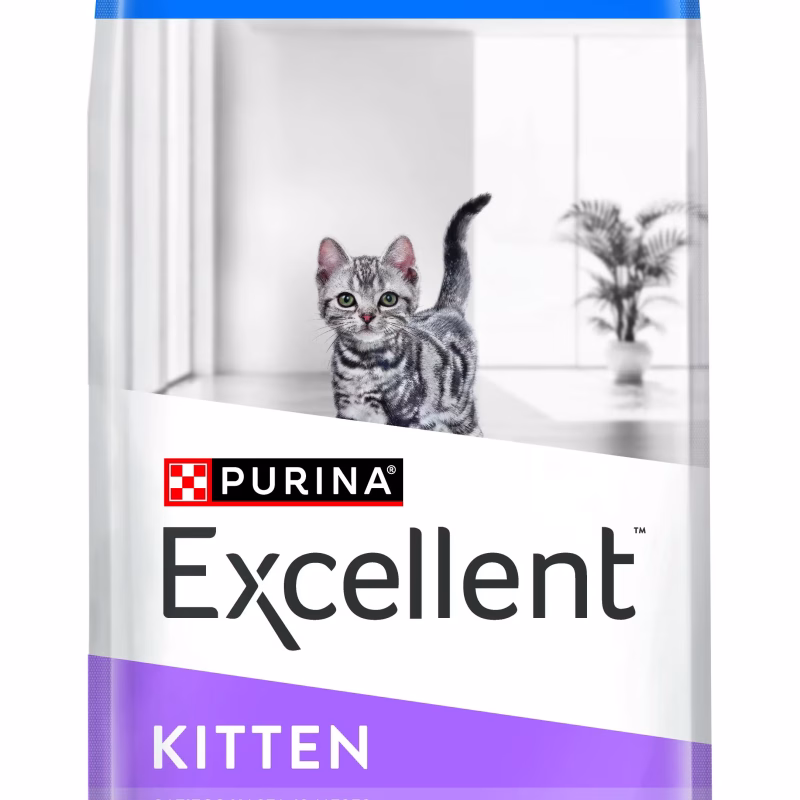 EXCELLENT CAT KITTEN